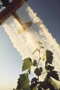 Bi Planes Prints: Sulfur dusting of grape vines by air