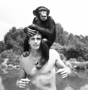 60stv07 Prints: TARZAN, Ron Ely (with Cheetah the chimpanzee), 1966-69
