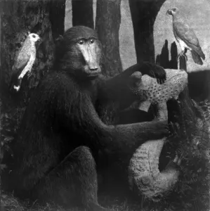 Monkey Prints: Taxidermied animals, photograph by Eugene S. M. Haines, 1870