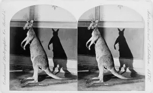 Stereo Photo Prints: Taxidermy, kangaroo, Philadelphia, Pennsylvania, stereo photograph, 1876