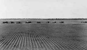 Lcgr1512 Prints: Tenant farmer's houses on a cotton plantation in Rolling Fork