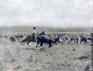 Ranch Prints: A Texas cowboy on horseback separating a cow from the rest of the herd on the LS range in Texas