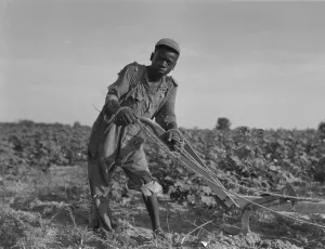 Images Dated 30th December 2008: Thirteen-year old African American sharecropper boy plowing in July 1937