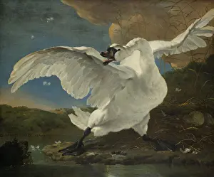 Swan Prints: The Threatened Swan, by Jan Asselijn, c
