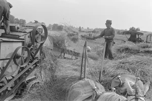 Wheat Prints: Threshing wheat in central Ohio