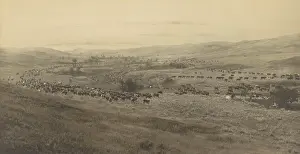 Cattle Prints: THROWING RANGERS TO THE ROUND-UP