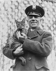 Guard Prints: Tige, the White House cat and pet of First Lady Grace Coolidge has been returned