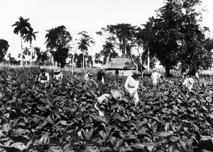 Images Dated 3rd March 2007: A tobacco field in Pinar del Rio