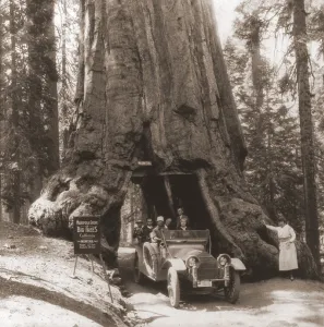 National Parks Prints: Tourists drive their automobile on through a tunnel carved in the Wawona tree Mariposa Grove Yosemite Valley California