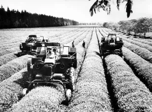 Images Dated 8th May 2007: Tractors with special tea leaf picking apparatus at the Ingirsk experimental state farm in the U
