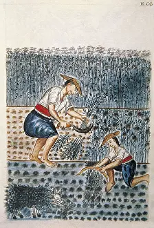 Land Prints: Trujillo del Per (end 18th c.): drawings and watercolours made by order of the bishop D