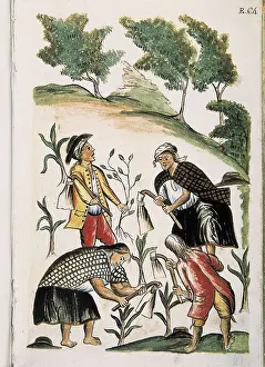 Utensils Prints: Trujillo del Per (end 18th c.): drawings and watercolours made by order of the bishop D