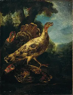 Plumage Prints: Three turkeys, by Angelo Maria Crivelli also known as Il Crivellone and workshop