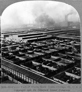 Images Dated 5th November 2008: Union Stock Yards, Chicago, Ill. Stereocard, ca. 1906