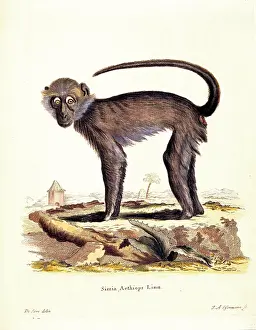 Epigraphs Prints: Unknown, Color lithographs with African animals