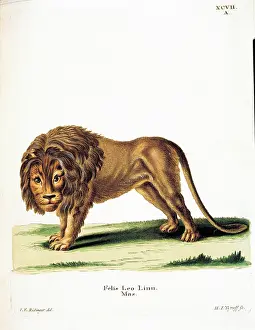 Epigraphs Prints: Unknown, Color lithographs with African animals