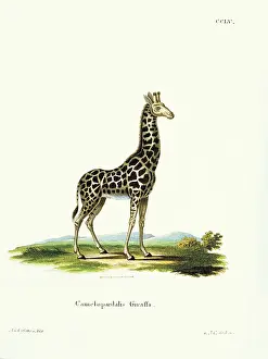 Long Prints: Unknown, Color lithographs with African animals