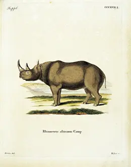 Epigraphs Prints: Unknown, Color lithographs with African animals