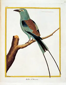 Epigraphs Prints: Unknown, Color lithographs with African animals
