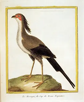 Epigraphs Prints: Unknown, Color lithographs with African animals