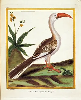 Plumage Prints: Unknown, Color lithographs with African animals