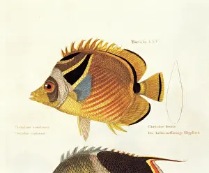 Epigraphs Prints: Unknown, Color lithographs with fishes