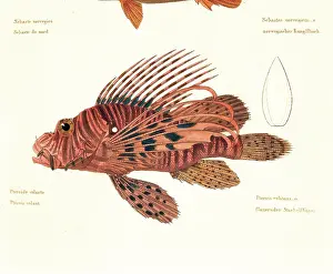 Epigraphs Prints: Unknown, Color lithographs with fishes