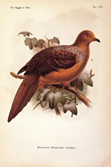 Plumage Prints: Unknown, Color lithographs of Indonesian animals