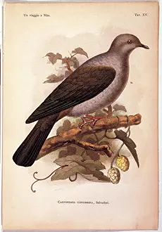 Plumage Prints: Unknown, Color lithographs of Indonesian animals