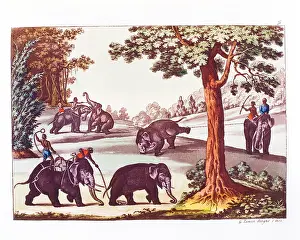 Hunting Prints: Unknown, The various stages of the capture of an elephant in India