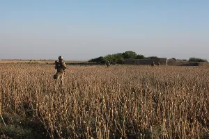 Narcotics Prints: U.S. Marines patrol through a poppy field in Washir Afghanistan