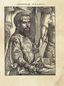 Groot Brussel Prints: Vesalius, Andreas (1514-1564). De Humanis Corporis Fabrica'