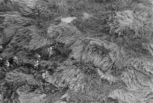Proxy Wars Prints: Vietnam War. Aerial view of US Marines advancing through five-foot-high elephant grass during Operation Meade River