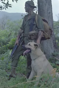 Republic Of Vietnam Prints: Vietnam War. Camouflaged US Marine and his scout dog named Major in Vietnam. Nov. 1967