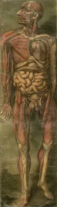 Skulls Prints: Visually sensational anatomical illustration of a man from ANATOMIE GENERALE DES VISCERES