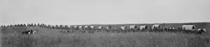 Travel Prints: A wagon train hauls 1, 100 bushels of wheat 60 miles to market, ca. 1900