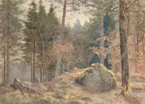 Storm Prints: IN A WELSH PINE WOOD, by James Thomas Watts