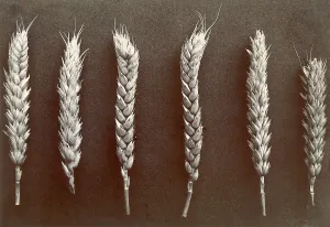 Food Prints: Wheat. Courtesy: CSU Archives / Everett Collection