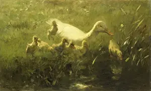 Mother Prints: White Duck with her Seven Chicks