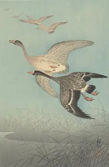 Gbcfa Prints: White-Fronted Geese in Flight, by Ohara Koson