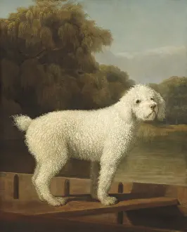 Lcgr1606 Prints: White Poodle in a Punt, by George Stubbs, 1780, British painting, oil on canvas