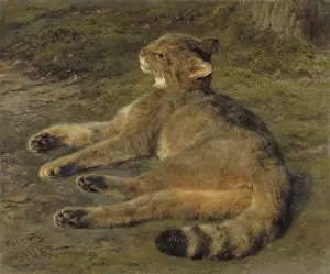 Lying Down Prints: Wild Cat, 1850, by Rosa Bonheur, French painting, oil on canvas, realist, realism