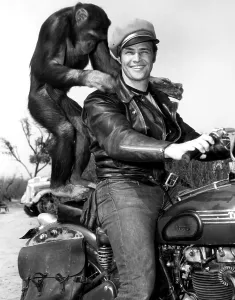 Monkey Prints: THE WILD ONE, Marlon Brando, and buddy pose during production, 1954