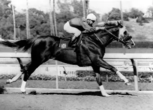 Shoemaker Prints: Willie Shoemaker, riding Royal Orbit