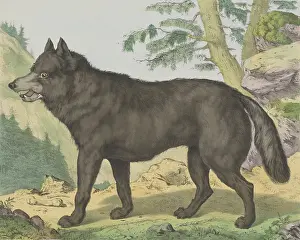 Wild Prints: Wolf, by Jos. Scholz and J. Scotti, c