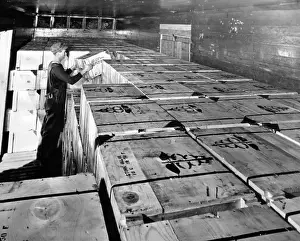 Penicillin Prints: Worker loading the first full box carload shipment of penicillin in Sept