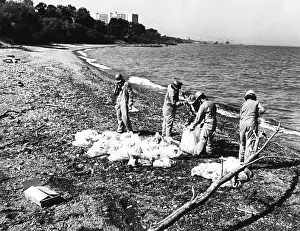 Beach Prints: Workers cleaning up oil at the beach of Wildwood/Cleveland Lakefront State Park