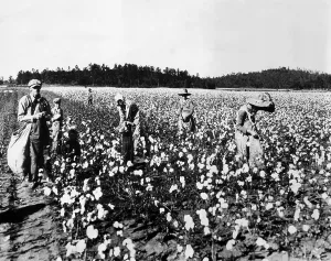 Images Dated 21st February 2007: Workers picking cotton, Georgia, 1936. Courtesy: CSU Archives/Everett Collection