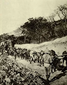 Wilderness Prints: World War 1 in Africa. Oxen hauling a British armed motor boat