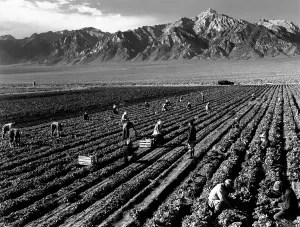 Internment Camp Prints: World War II, Bird's-eye view of Manzanar Relocation Center